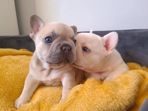 REGALO Cuccioli di Bulldog Francese - media 2